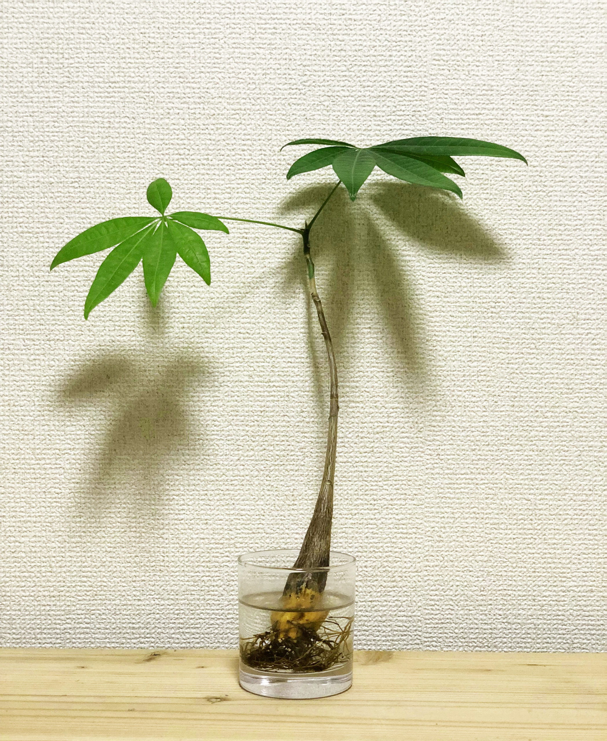 ダイソー観葉植物でおしゃれな部屋に ミドリトクラス